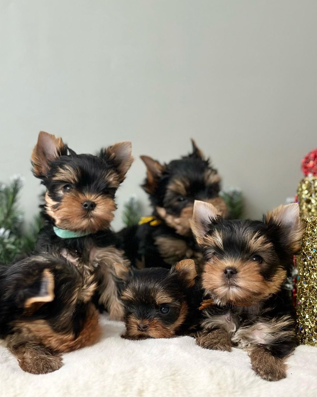 A small litter of teacup Yorkie puppies together