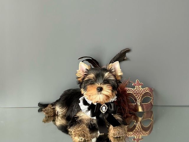 A well cared for teacup Yorkie puppy