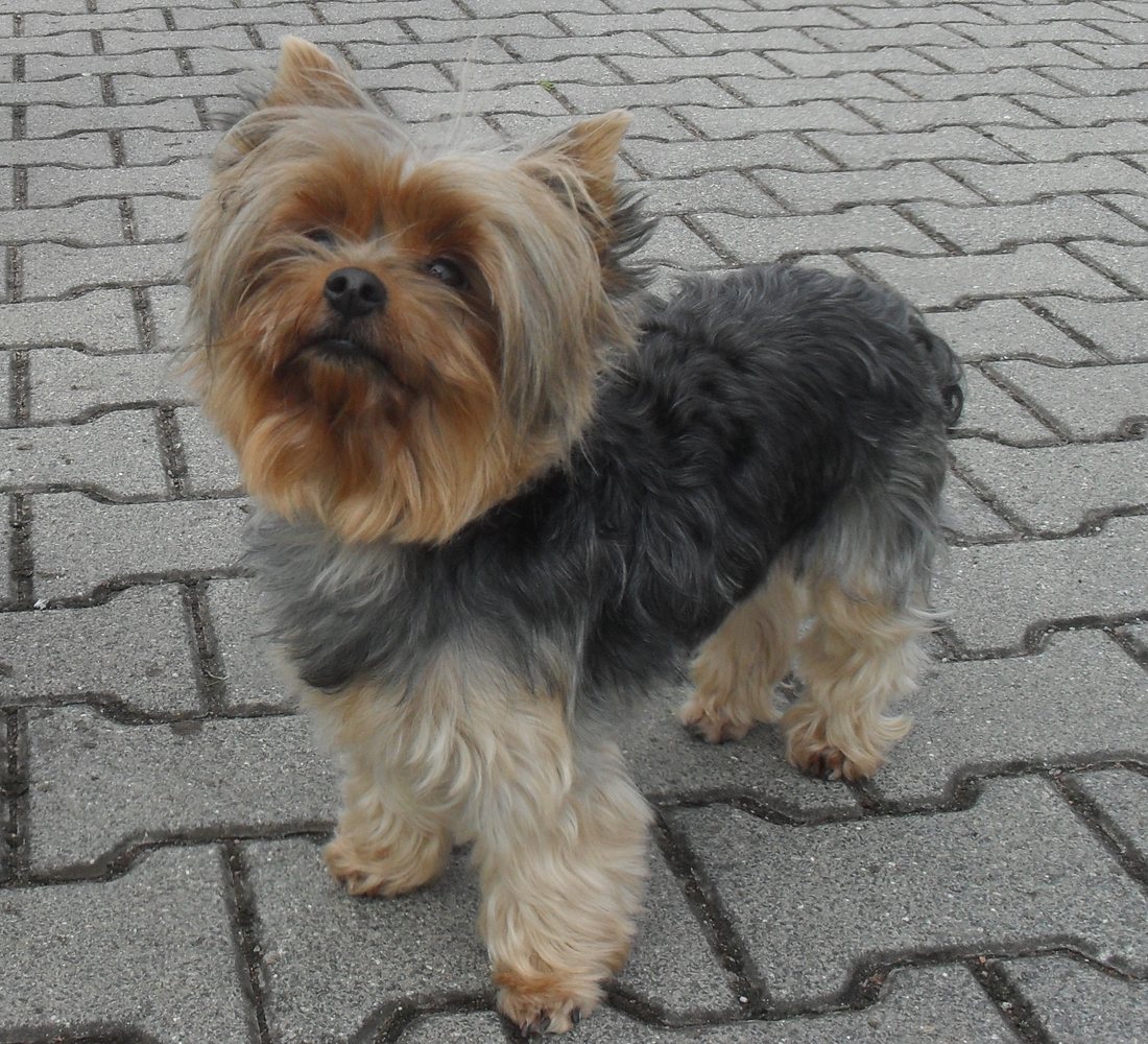 Adult Yorkshire Terrier with classic blue and tan coloring